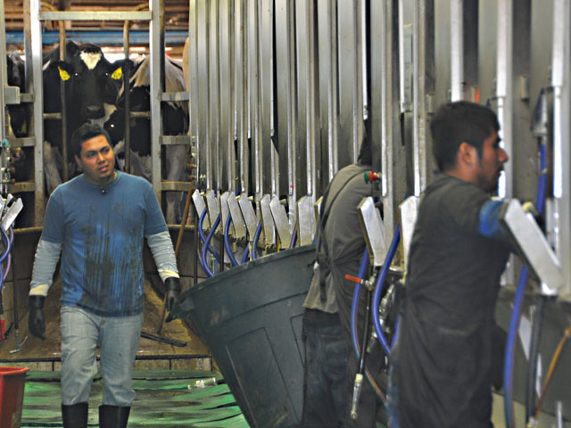 Latino workers at a dairy in upstate New York. Dairy groups are among those that support the Farm Workforce Modernization Act, which would legalize undocumented farm workers and also allow guest workers to stay in the country longer. (DTN file photo) 