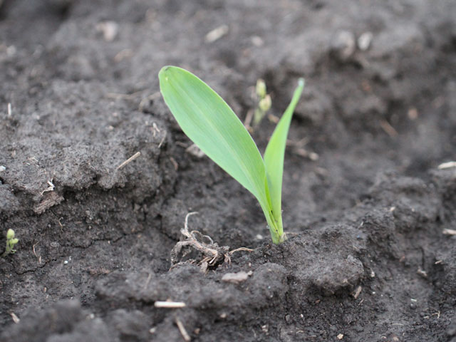 The first fields of corn are emerging in central Illinois, and emergence looks good in this field near Girard, Ill. (DTN photo by Pamela Smith)