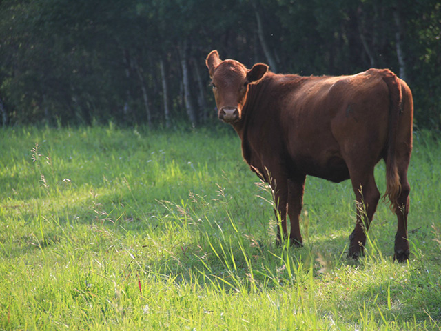 The Canadian Food Inspection Agency continues its investigation of cattle herds connected to a bovine TB case first confirmed in late September. (DTN file photo by Elaine Shein)