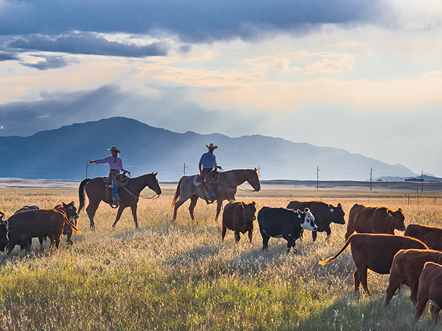 Jean and Scott Johnson take a holistic management approach to all the moving parts on their Flying Diamond Ranch. (Progressive Farmer photo by Rob Lagerstrom)